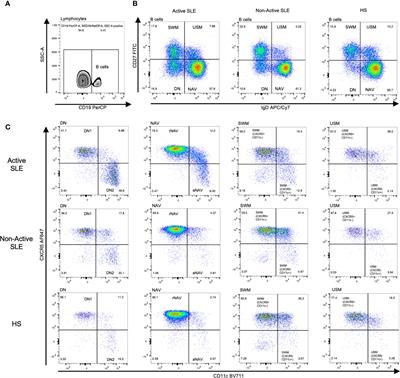 BAFF system expression in double negative 2, activated naïve and activated memory B cells in systemic lupus erythematosus